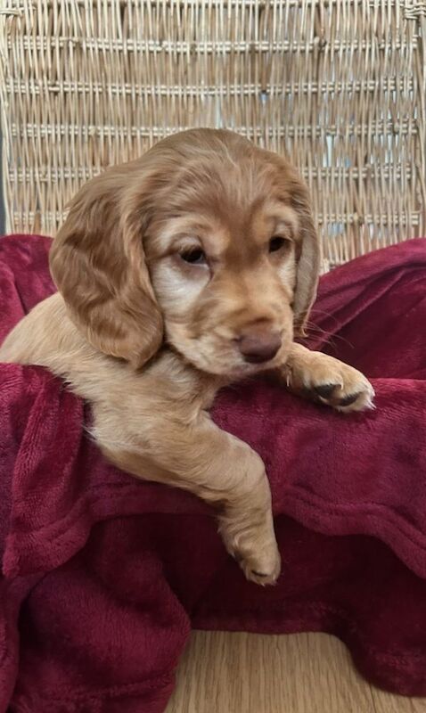 Cockerpoo puppies (F2) for sale. - Image 5 of 12