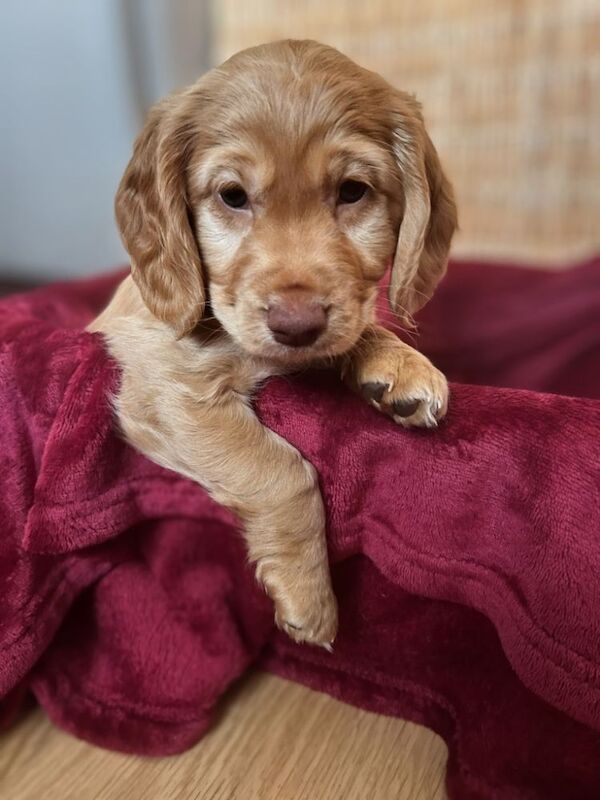 Cockerpoo puppies (F2) for sale. - Image 6 of 12