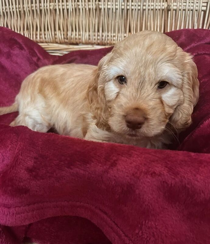 Cockerpoo puppies (F2) for sale. - Image 7 of 12