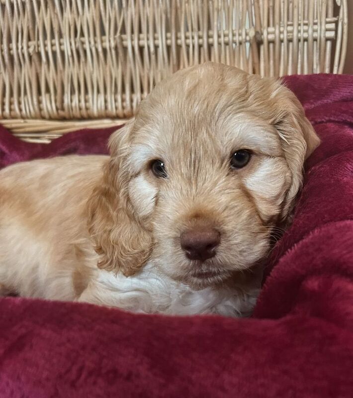 Cockerpoo puppies (F2) for sale. - Image 8 of 12