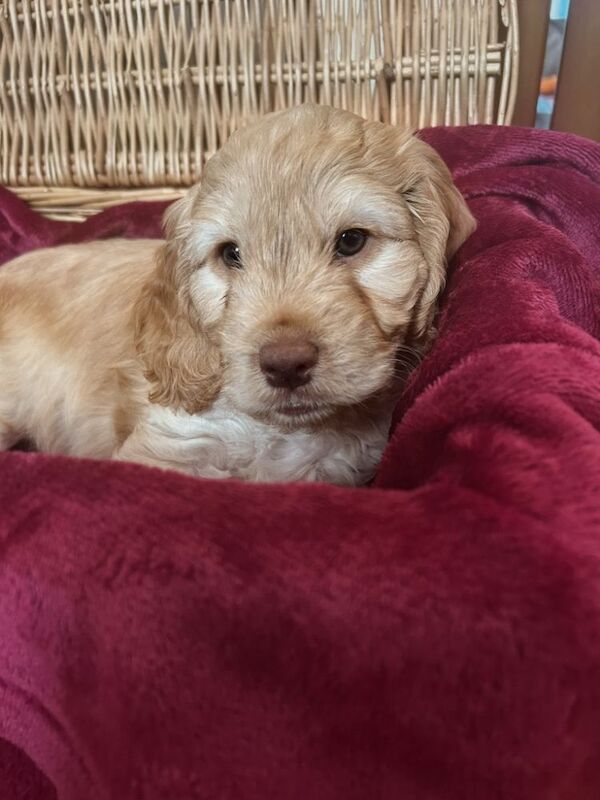 Cockerpoo puppies (F2) for sale. - Image 9 of 12