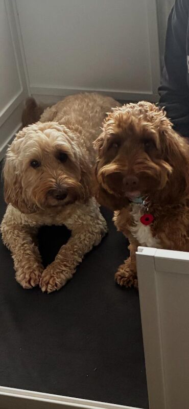 Cockerpoo puppies (F2) for sale. - Image 10 of 12