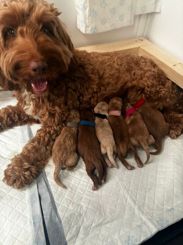 Cockerpoo puppies (F2) for sale. - Image 11 of 12
