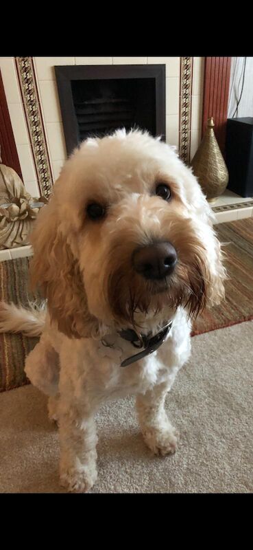 Cockerpoo puppies (F2) for sale. - Image 12 of 12