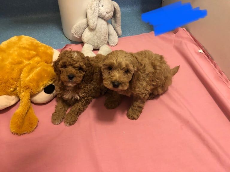 Cockapoo puppies for sale in Norwich, Norfolk – 1 year old - Image 3 of 3