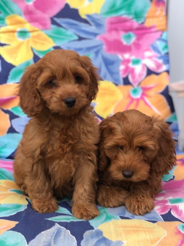 Cockapoo puppies for sale in Norwich, Norfolk – 9 weeks old