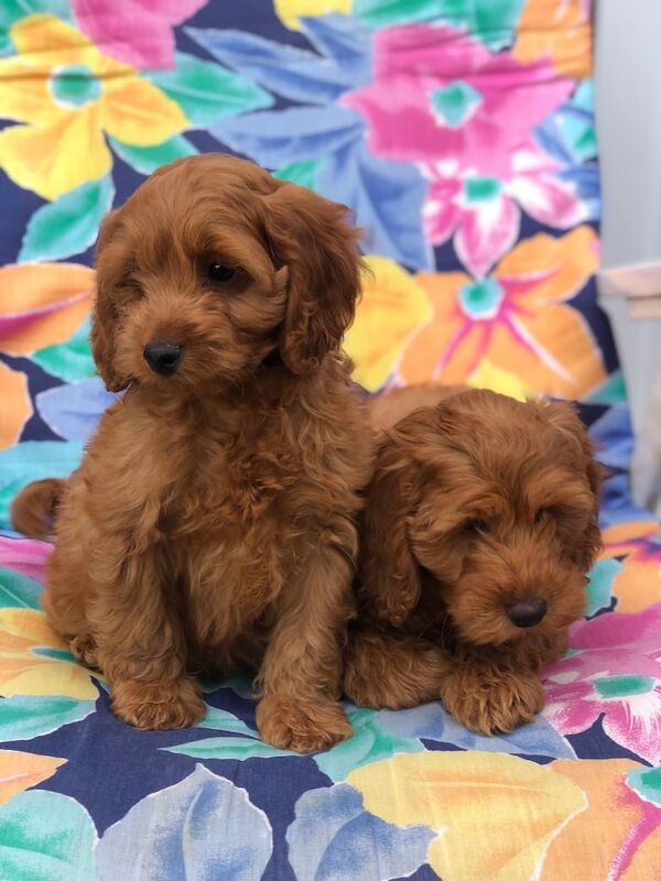Cockapoo puppies for sale in Norwich, Norfolk – 9 weeks old - Image 2 of 3