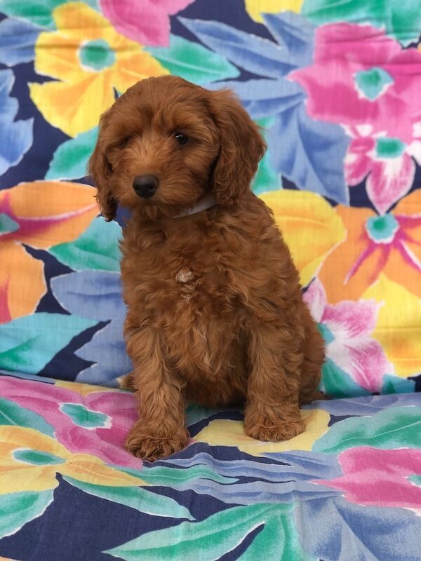 Cockapoo puppies for sale in Norwich, Norfolk – 9 weeks old - Image 3 of 3