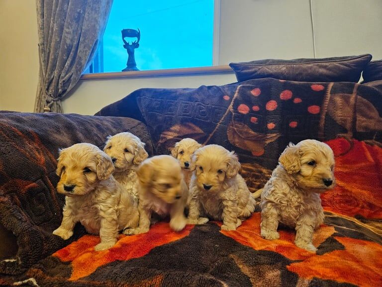 Cockapoo puppies for sale in Newtownhamilton, County Armagh – 3 weeks old