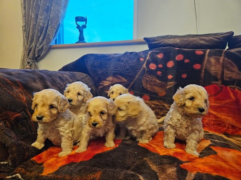 Cockapoo puppies for sale in Newtownhamilton, County Armagh – 3 weeks old - Image 2 of 3