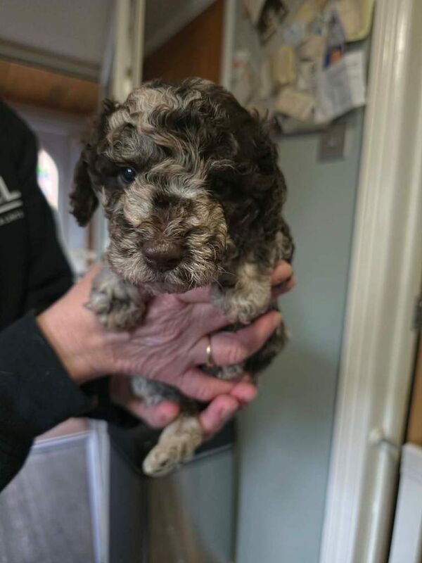 Cockerpoo puppies for sale - Image 2 of 5