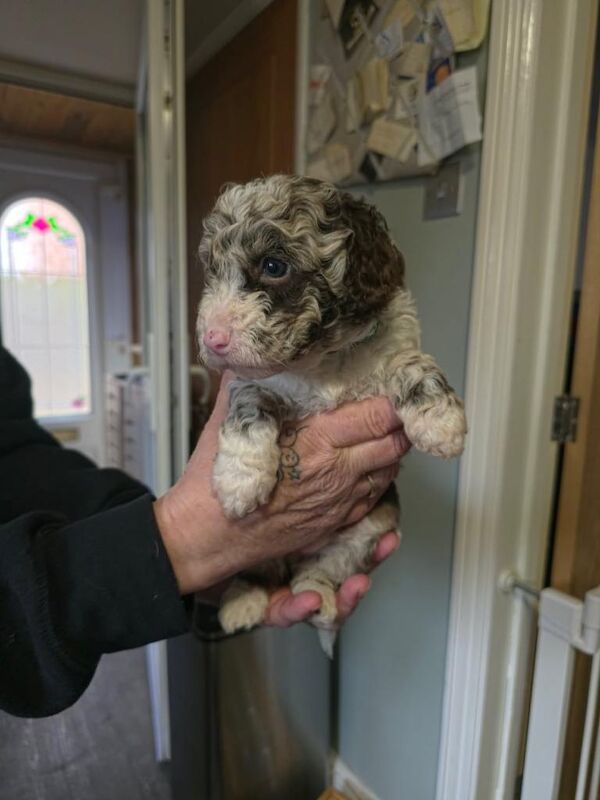 Cockerpoo puppies for sale - Image 3 of 5