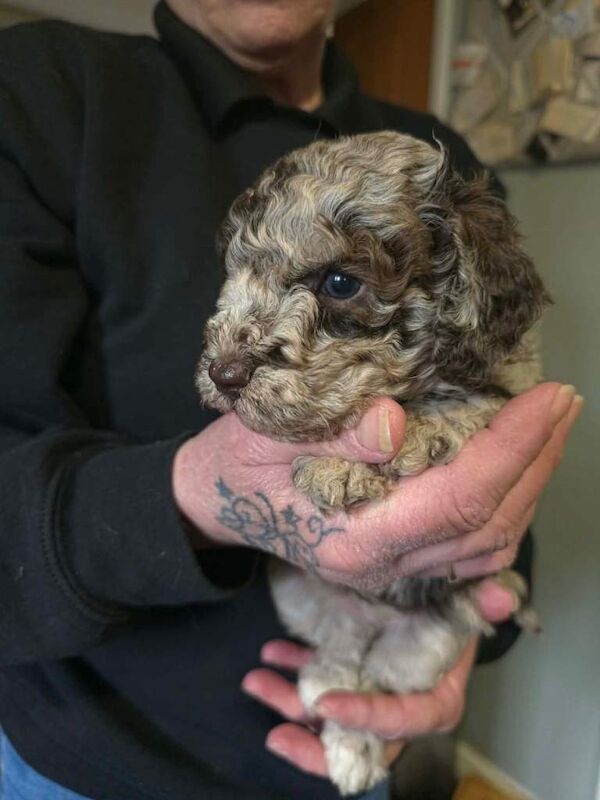 Cockerpoo puppies for sale - Image 4 of 5