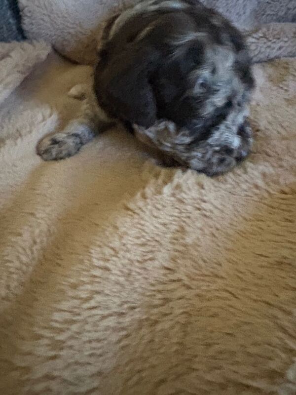 Cockerpoo puppies for sale - Image 5 of 5