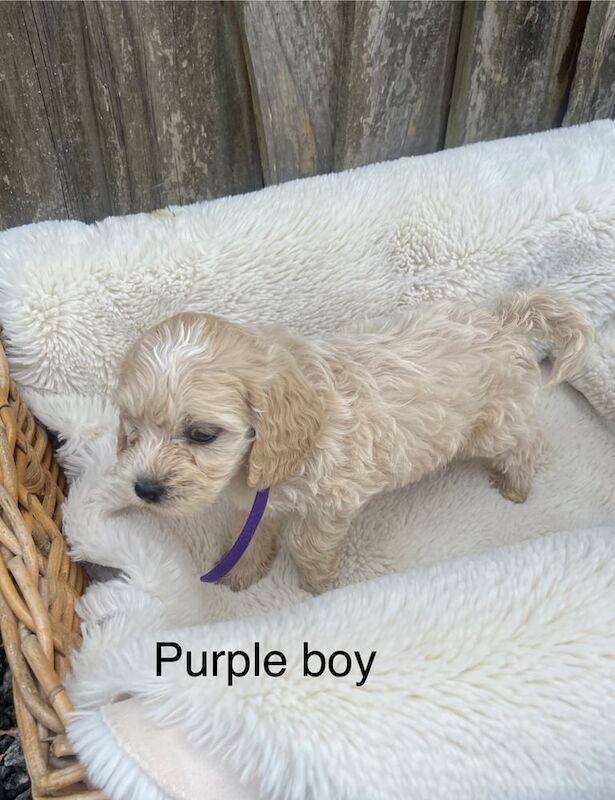 Cockapoo puppies for sale in Harlow, Essex – 8 weeks old