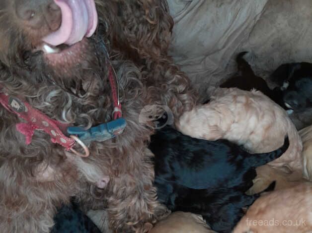 Cockapoo puppies for sale in Gravesend, Kent – 1 year old - Image 2 of 3