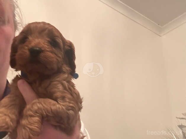 Cockapoo puppies for sale in Sunderland, Tyne and Wear – 1 year old - Image 3 of 5