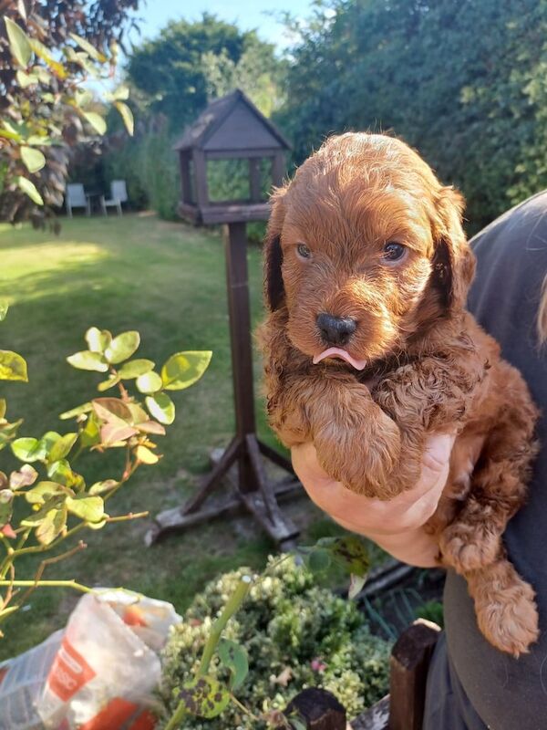 Cockapoo puppies for sale in Skegness, Lincolnshire – 4 weeks old