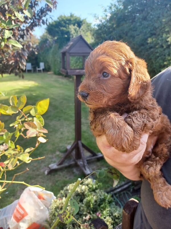 Cockapoo puppies for sale in Skegness, Lincolnshire – 4 weeks old - Image 3 of 3