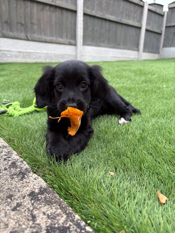 Cockapoo puppies for sale in Leeds, West Yorkshire – 10 weeks old