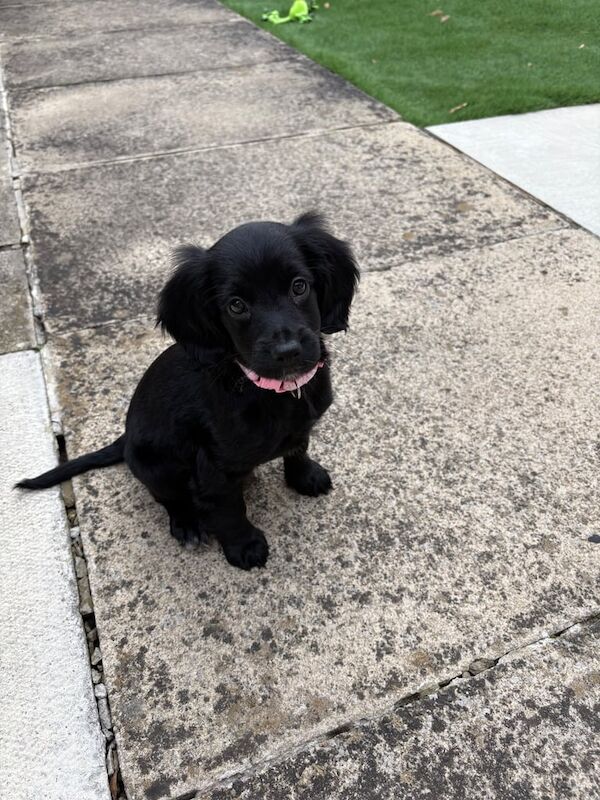 Cockapoo puppies for sale in Leeds, West Yorkshire – 10 weeks old - Image 2 of 3