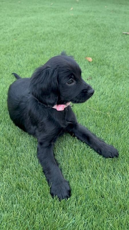 Cockapoo puppies for sale in Leeds, West Yorkshire – 10 weeks old - Image 3 of 3