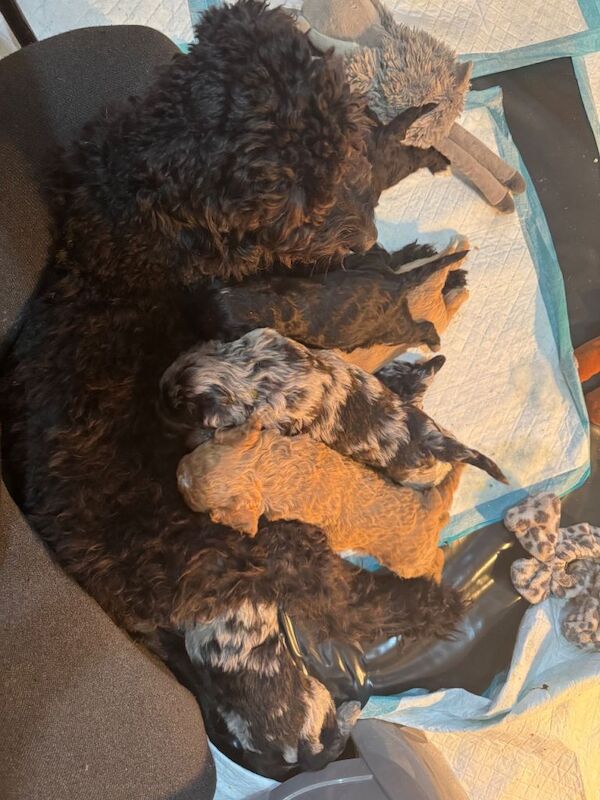 Cockapoo puppies for sale in Cambridge, Cambridgeshire – 9 weeks old
