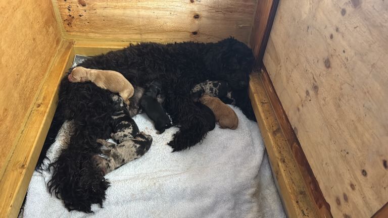 Cockapoo puppies for sale in Cambridge, Cambridgeshire – 5 months old - Image 2 of 6