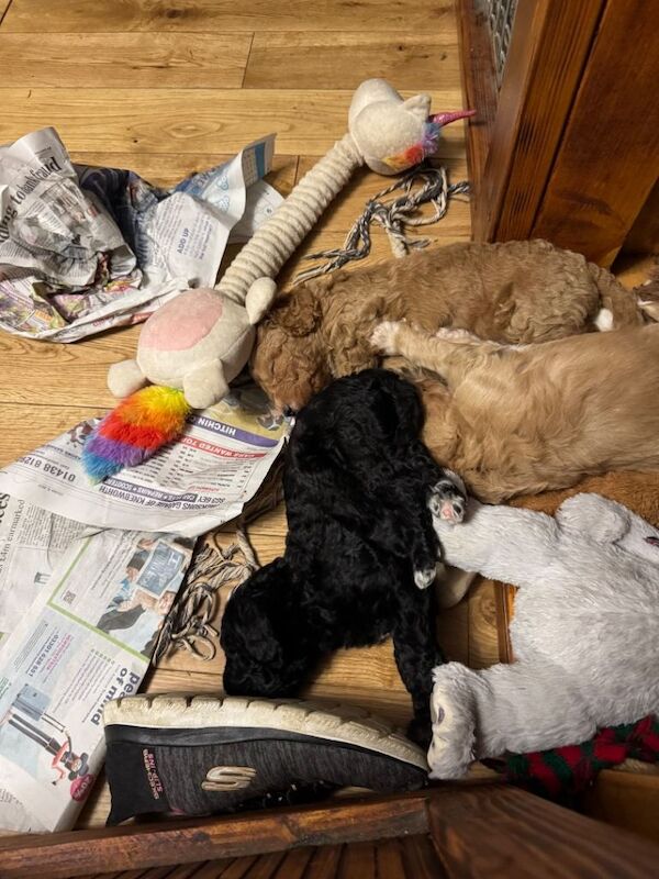 Cockapoo puppies for sale in Cambridge, Cambridgeshire – 5 months old - Image 3 of 6