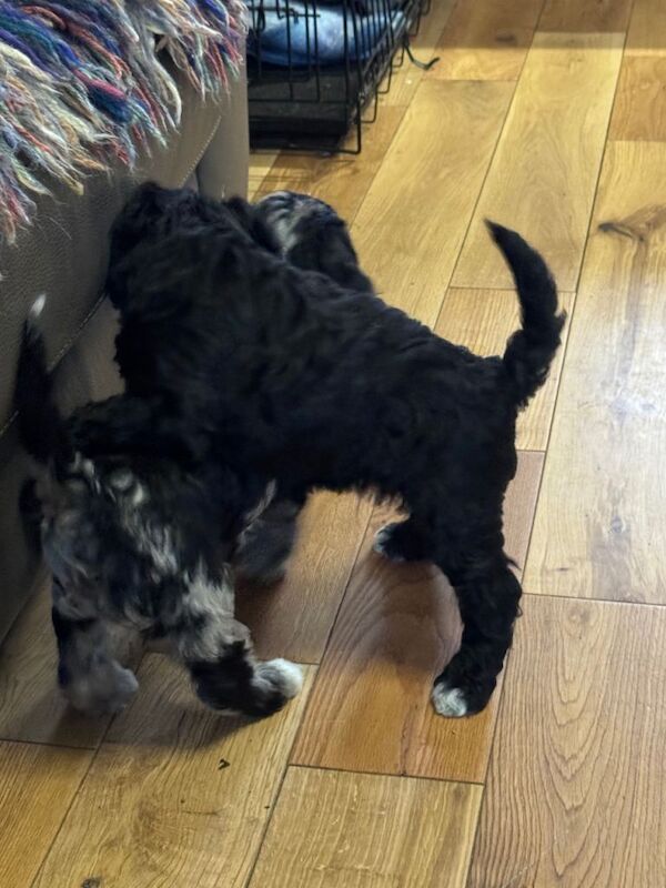 Cockapoo puppies for sale in Cambridge, Cambridgeshire – 5 months old - Image 4 of 6