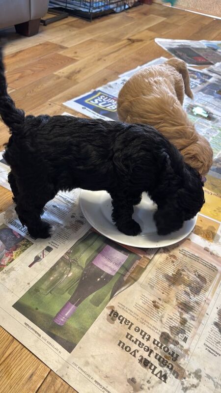 Cockapoo puppies for sale in Cambridge, Cambridgeshire – 5 months old - Image 6 of 6