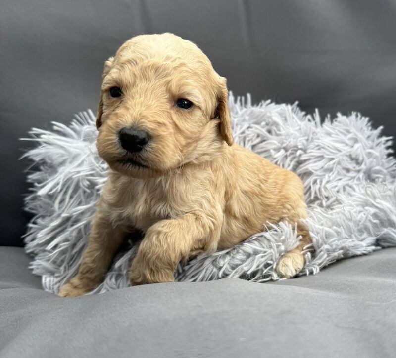 Cockapoo puppies for sale in Gravesend, Kent – 3 weeks old
