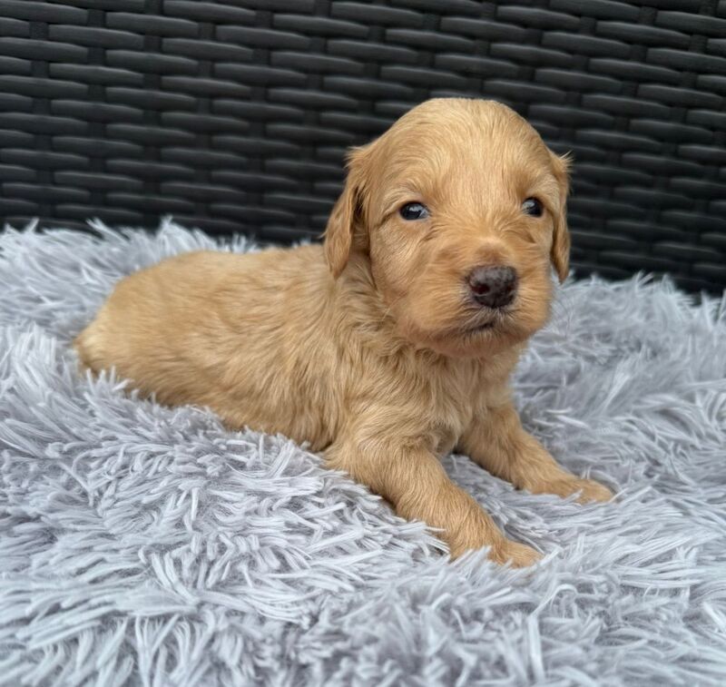 Cockapoo puppies for sale in Gravesend, Kent – 3 weeks old - Image 2 of 14