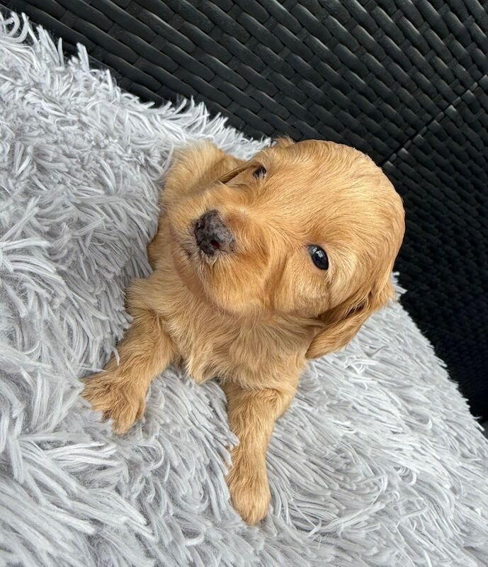 Cockapoo puppies for sale in Gravesend, Kent – 3 weeks old - Image 3 of 14