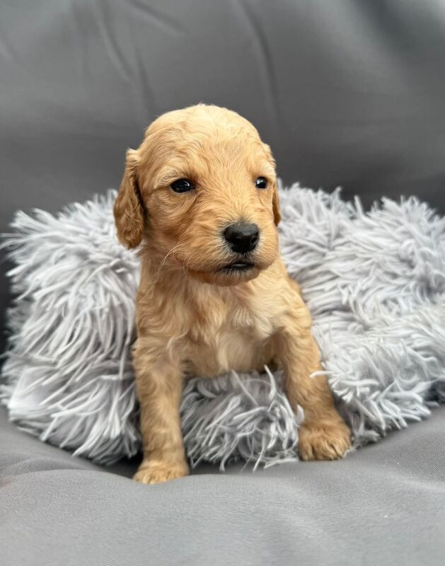 Cockapoo puppies for sale in Gravesend, Kent – 3 weeks old - Image 4 of 14