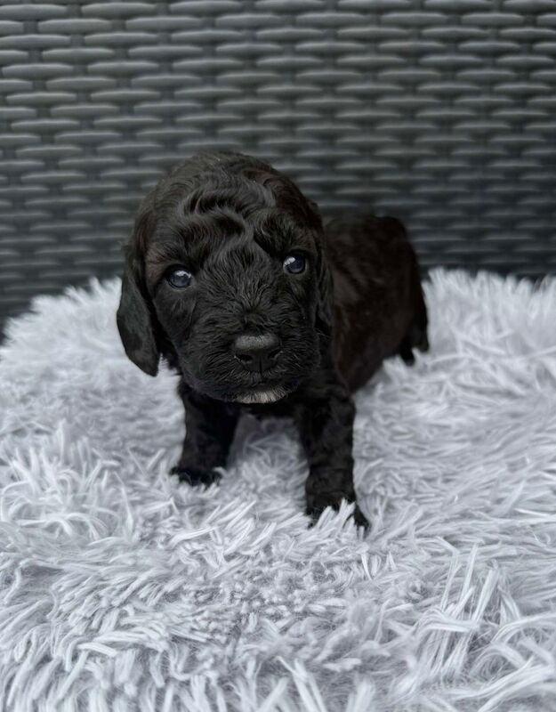 Cockapoo puppies for sale in Gravesend, Kent – 3 weeks old - Image 6 of 14
