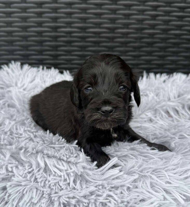 Cockapoo puppies for sale in Gravesend, Kent – 3 weeks old - Image 7 of 14