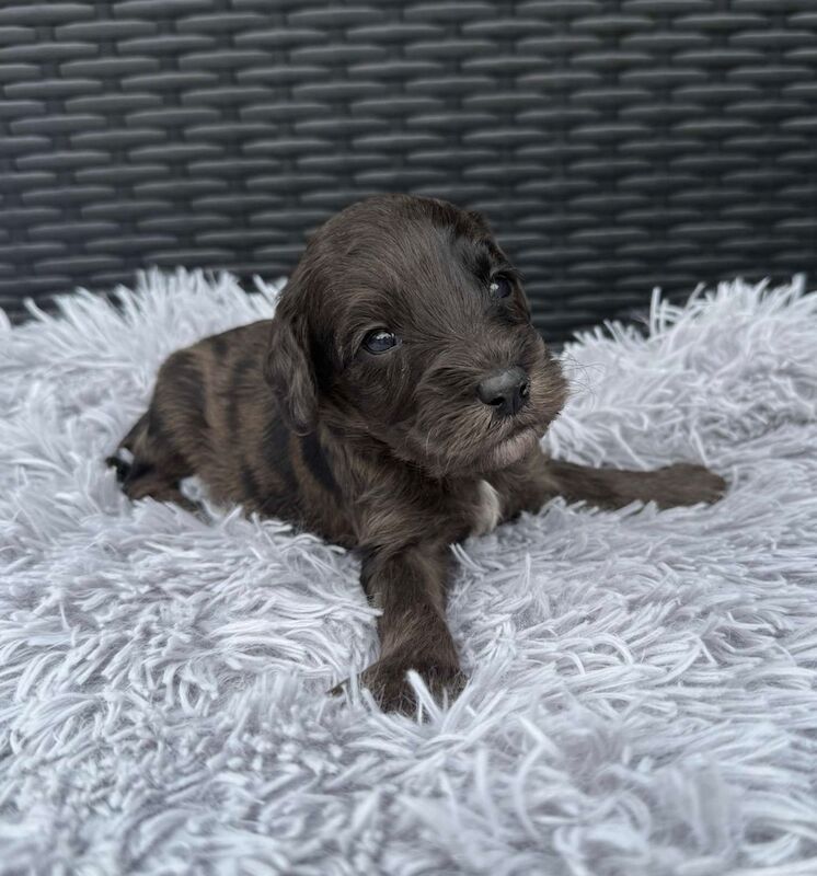 Cockapoo puppies for sale in Gravesend, Kent – 3 weeks old - Image 9 of 14