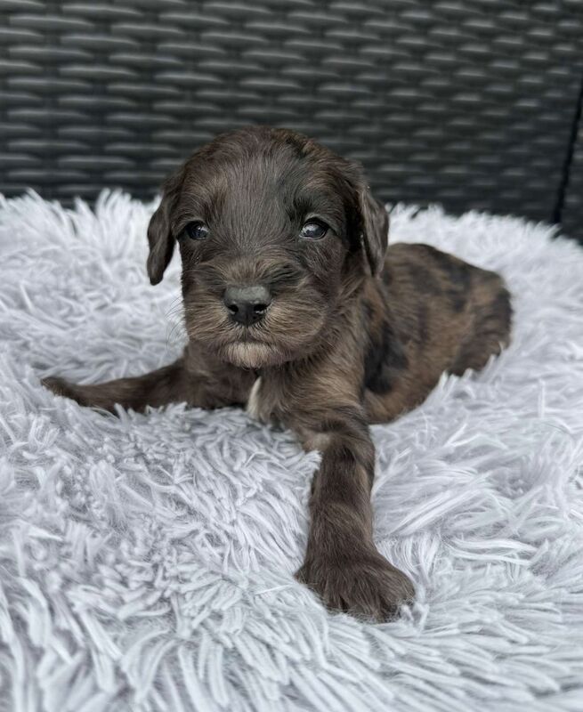 Cockapoo puppies for sale in Gravesend, Kent – 3 weeks old - Image 10 of 14