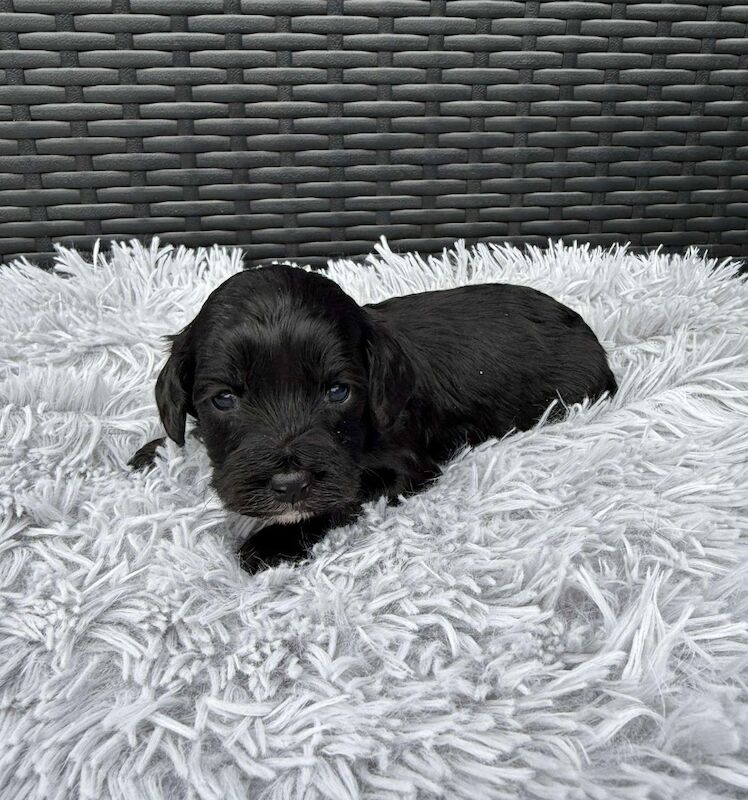 Cockapoo puppies for sale in Gravesend, Kent – 3 weeks old - Image 11 of 14