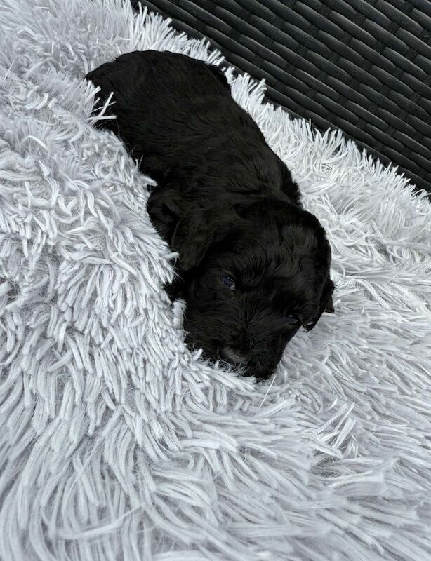 Cockapoo puppies for sale in Gravesend, Kent – 3 weeks old - Image 12 of 14