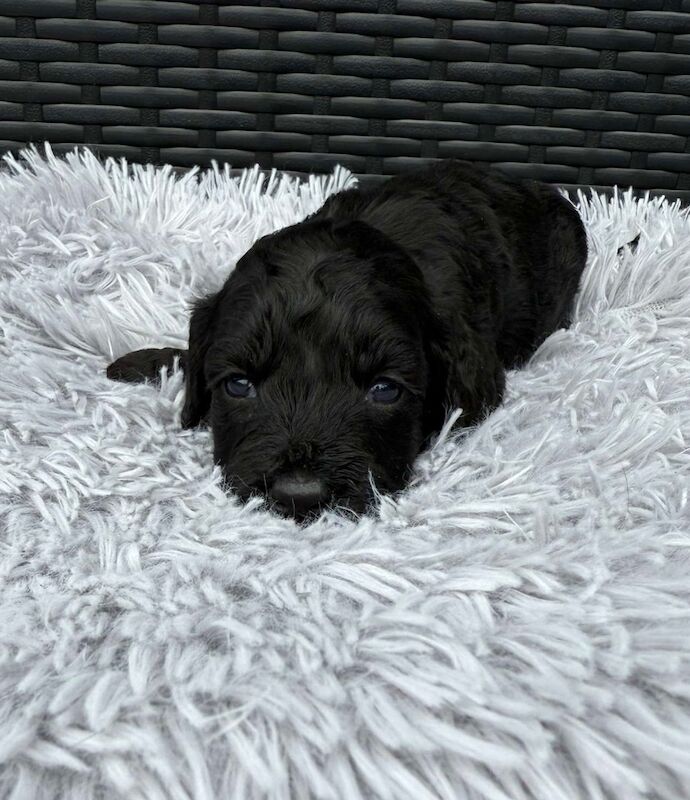 Cockapoo puppies for sale in Gravesend, Kent – 3 weeks old - Image 13 of 14