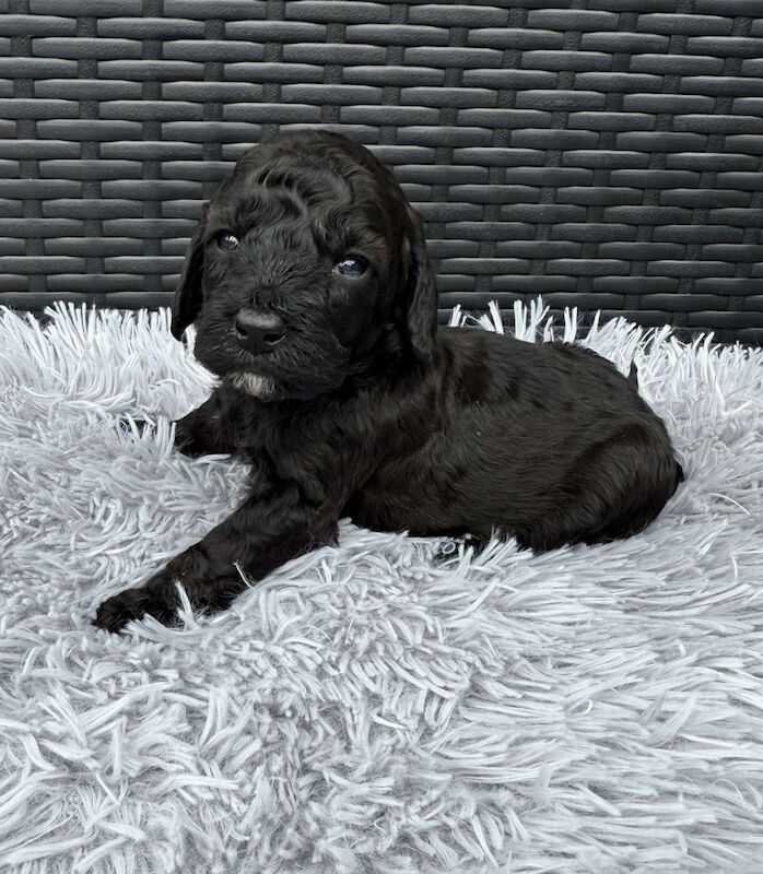 Cockapoo puppies for sale in Gravesend, Kent – 3 weeks old - Image 14 of 14
