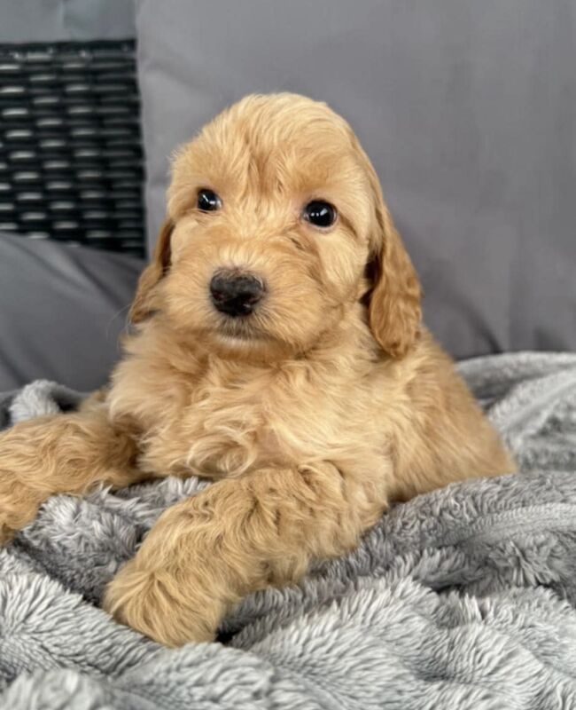 Cockapoo puppies for sale in Gravesend, Kent – 6 weeks old