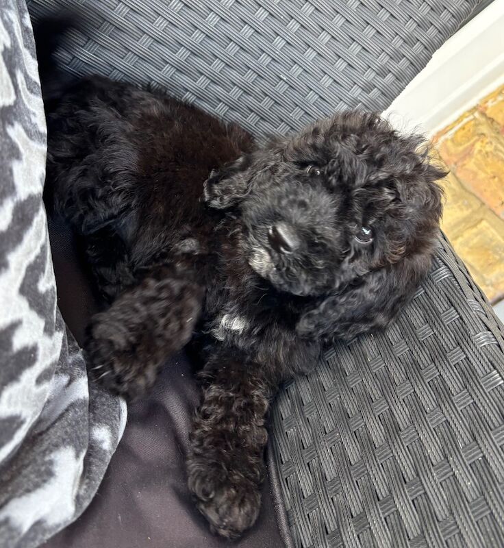 Cockapoo puppies for sale in Gravesend, Kent – 10 weeks old