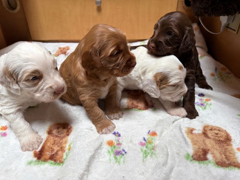 Cockerpoo puppy’s for sale