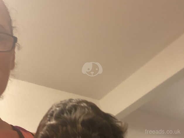 Cockapoo puppies for sale in Abingdon, Oxfordshire – 1 year old - Image 4 of 5