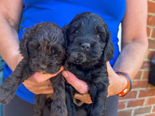 Cockapoo puppies for sale in Abingdon, Oxfordshire – 1 year old - Image 5 of 5