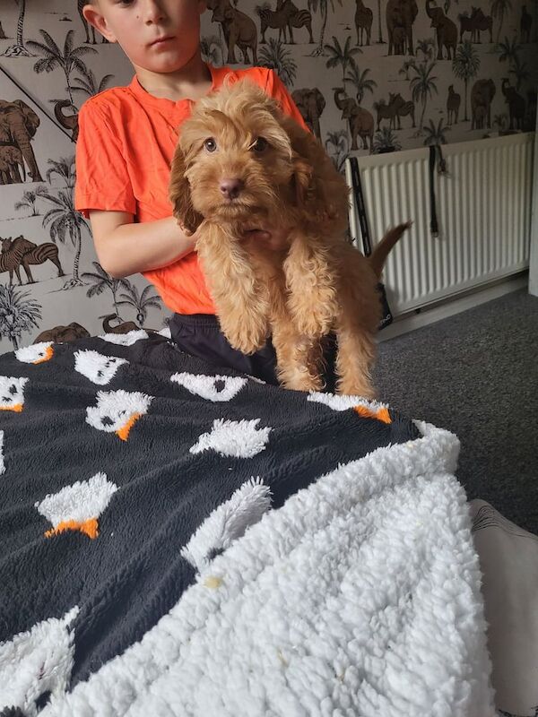 Cockapoo puppies for sale in Saltburn-by-the-Sea, North Yorkshire – 11 weeks old
