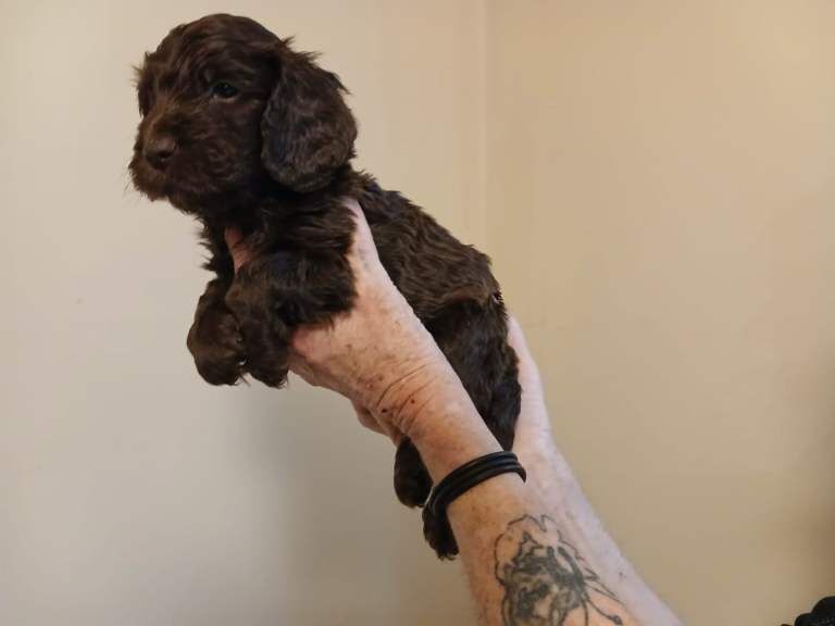 Cockapoo puppies for sale in Sandiacre, Derbyshire – 8 weeks old - Image 2 of 4